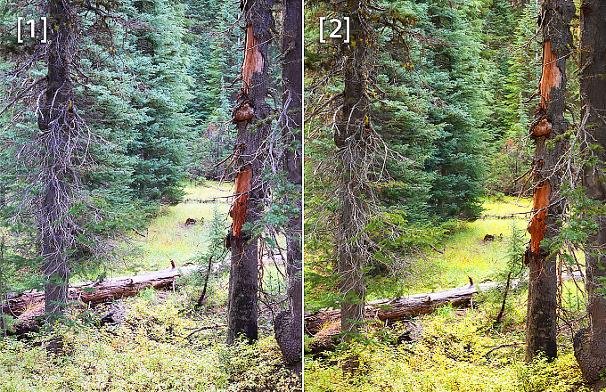 Image of comparison between Sony Alpha a7V vs a7 IV which shooted from those cameras
